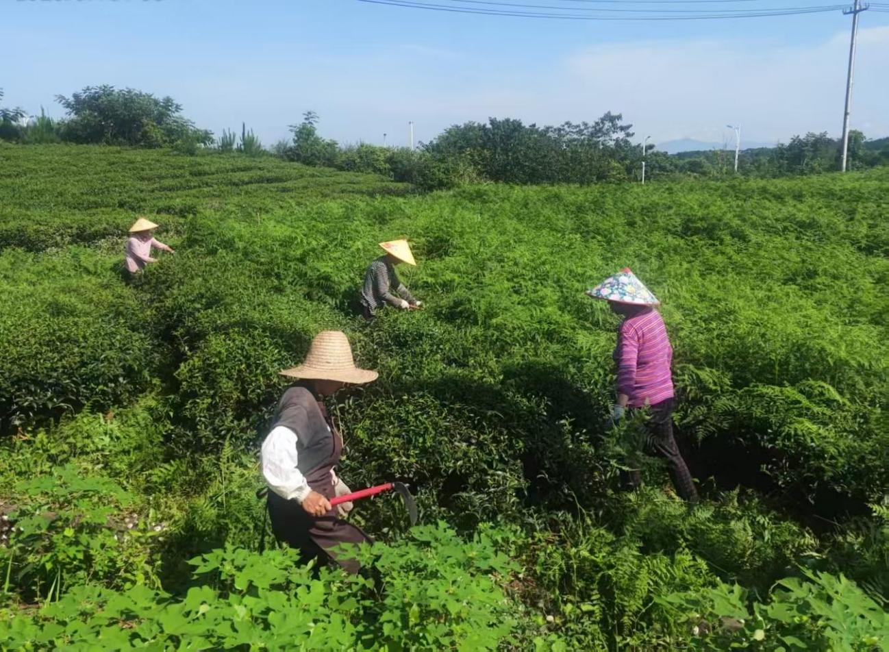 屯溪實驗茶場加強夏季茶園管護 賦能茶產業提質增效